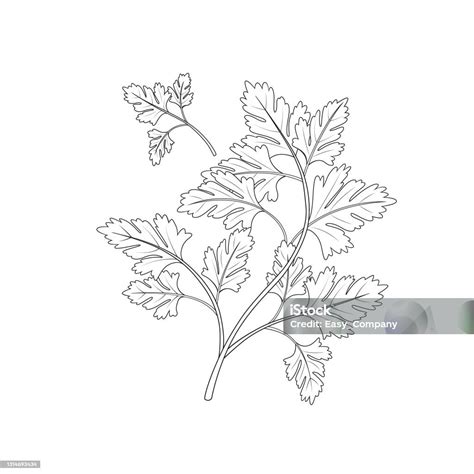 Vector Illustration Of Parsley Isolated On White Background Black And