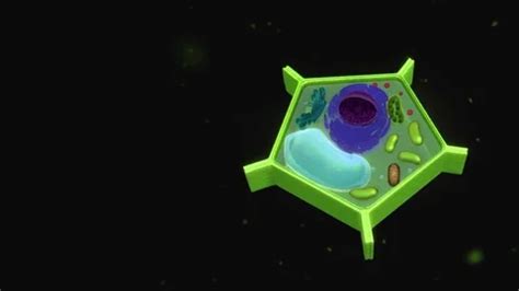 Plant cell structure 3d animation. | Stock Video | Pond5