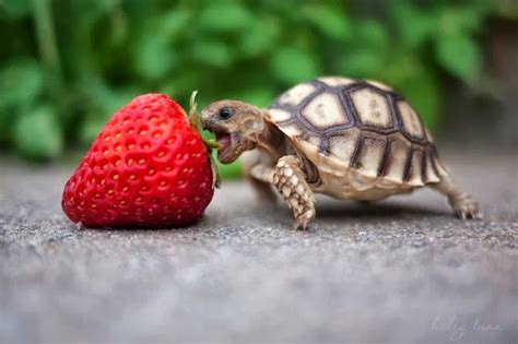 Rules Of The Jungle Taking Care Of A Baby Tortoise