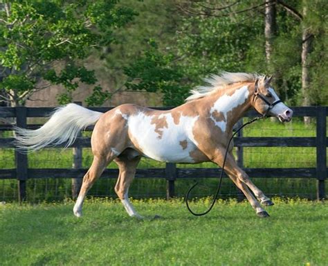 Stunning Steeds