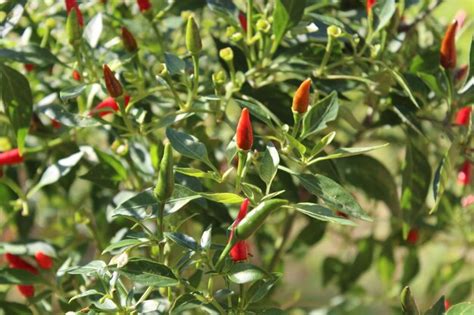Premium Photo Red Chilli Pepper