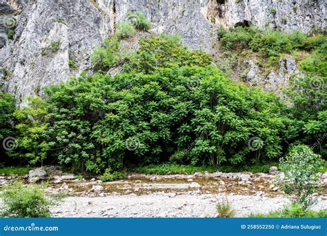 Sohodol Gorges Stock Photo Image Of Cheile Creek Carpathian 258552250