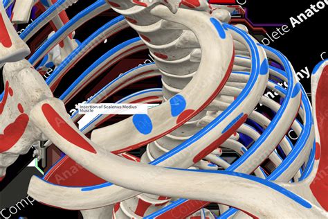 Insertion Of Scalenus Medius Muscle Complete Anatomy