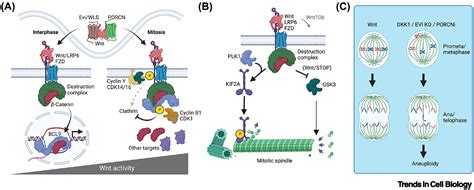 Wnt Signalling In Cell Division From Mechanisms To Tissue Engineering