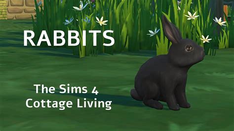 All About Rabbits The Sims 4 YouTube