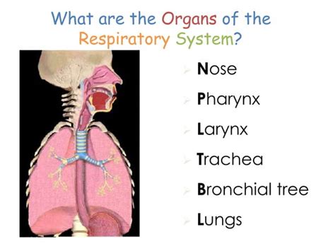 Grade 9 Respiratory System