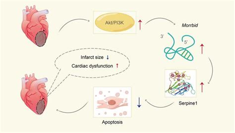 JCI Insight Stress Enhanced Cardiac LncRNA Morrbid Protects Hearts