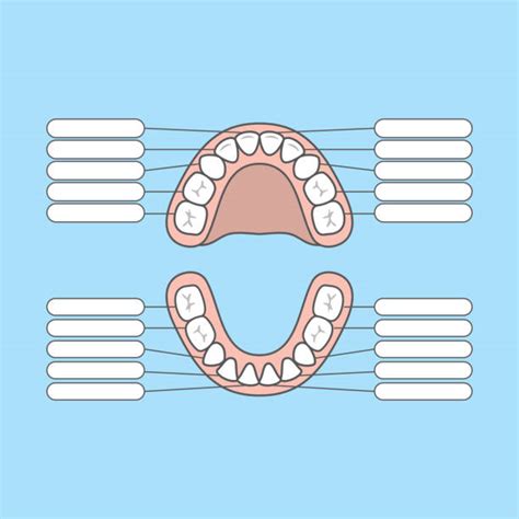 Human Teeth Diagram For Kids