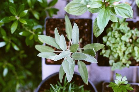 Herb Seedlings Landosol Plant Farm