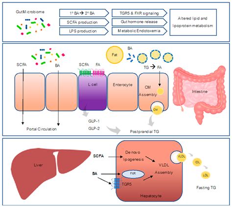 Jcm Free Full Text The Role Of The Gut Microbiota In Lipid And