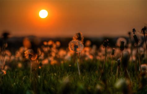 Dandelion Sunset Free Wallpaper download - Download Free Dandelion ...