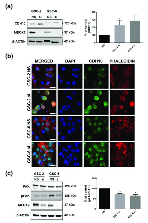 Meox Inhibition Modifies Cdh Expression And Fak Activation A