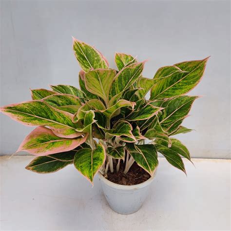 Aglaonema 'Pink Aurora' Large - NurseryBuy