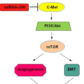 Proposed Models On The Inhibitory Role Of Mir In Hgf Induced Emt