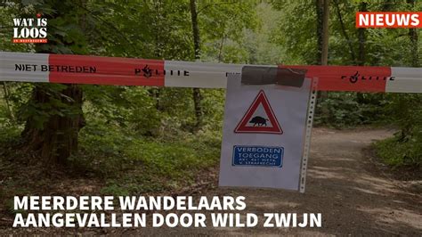 Meerdere Wandelaars Aangevallen Door Wild Zwijn Youtube