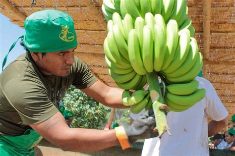 Piura Es La Gran Regi N Exportadora De Banano Peruano Bananotecnia