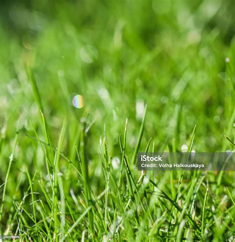 Texture Background Pattern Of Green Grass With Rain Drops Bokeh With Light Reflection Stock