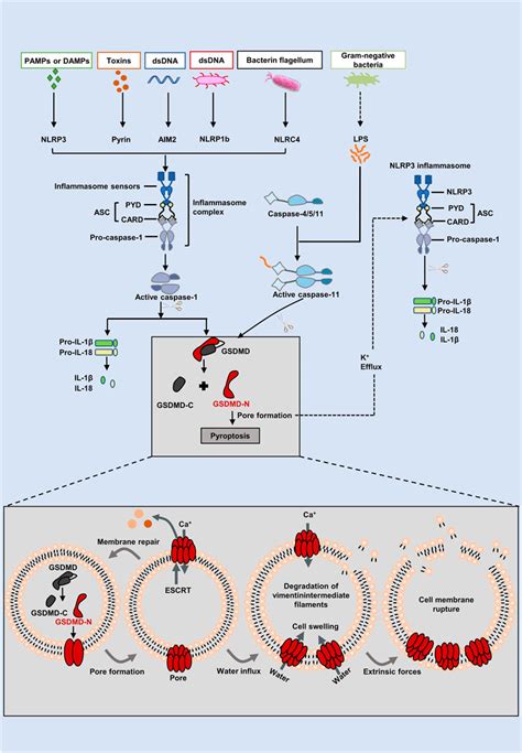 Mechanism Of Pyroptosis In Neurodegenerative Diseases And Its