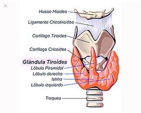 Tiroides y su función Mind Map