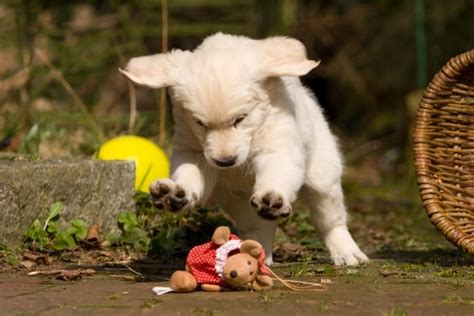 Quel Est Le Meilleur Jouet Couineur Pour Chien Blog