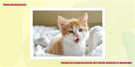 Kenapa Kucing Mengeong Di Malam Hari Fakta Dan Penjelasannya Kucing