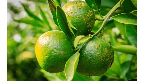 New Congressional Measure To Protect Florida Citrus Acreage Produce