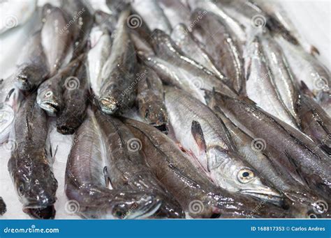 Fresh European Hake Fish On Display Stock Image Image Of Hake