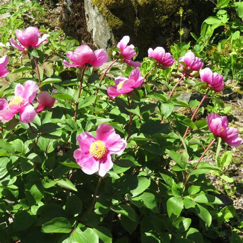 Pfingstrose Paeonia Mascula