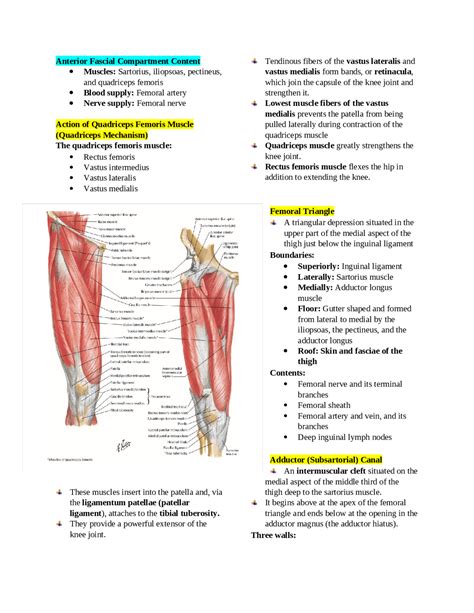 The Anatomy of the Leg - Docsity