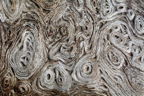 Wood Texture Macro Photography Copyright Free Photo By M Vorel