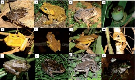 Anuran Species Recorded In Campina Grande Do Sul And Bocai Va Do Sul