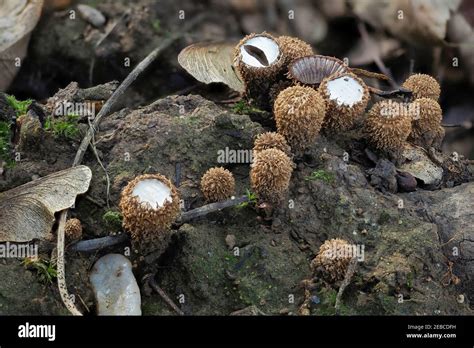 El Nido De P Jaro Acanalado Cyathus Striatus Es Un Hongo No