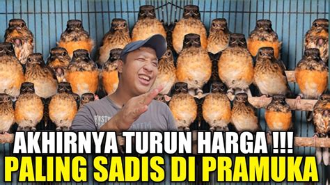 BUSYETT SUDAH MURAH MASIH DIDISKON LAGI 500 EKOR MURAI TROTOL