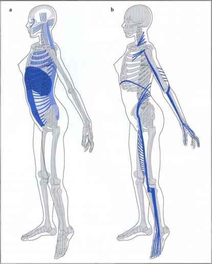 Classification Of The Five Muscle Chains Muscle Chains Fitness VIP