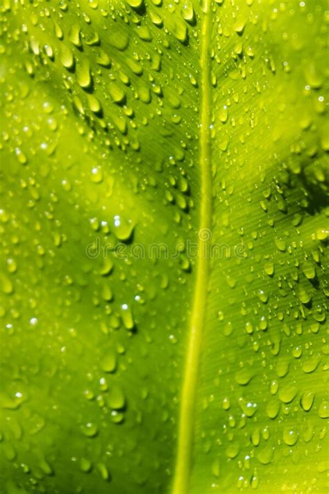 Hermosas Hojas Tropicales Verdes Brillantes Con Gotas De Lluvia Fondo Floral Texturizado Imagen