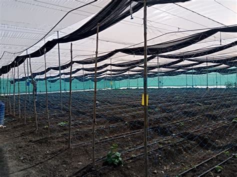 Naturally Ventilated Greenhouse At Best Price In India