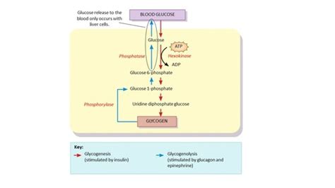 Chp 5 Cell Respiration And Metabolism Flashcards Quizlet