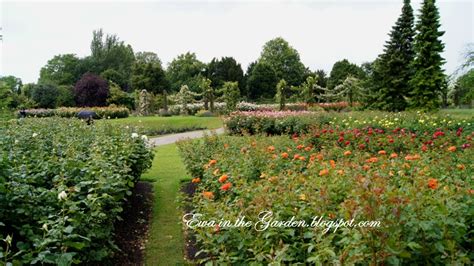 Ewa in the Garden: 15 photos of the Top Rose Garden in London