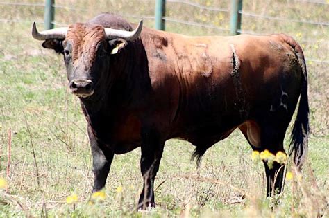 Conozca los toros de José María Arturo Huerta para Cinco Villas