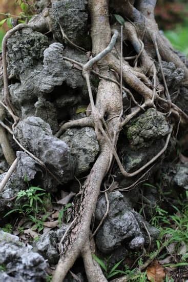 Come Curare Il Bonsai Ficus Mondo Bonsai