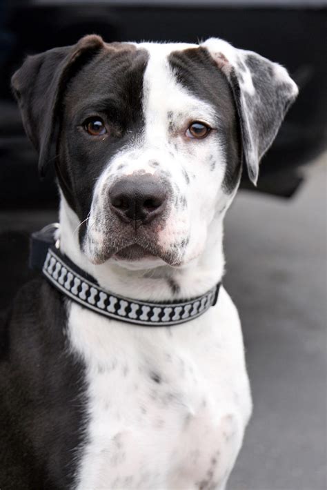 Loki, the Dalmatian/Pit Bull Mix by sukinorules on DeviantArt