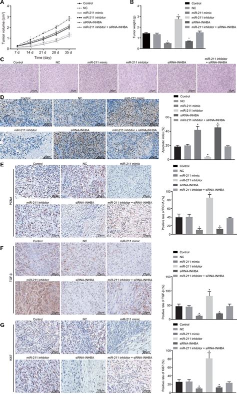 Upregulation Of Mir Impedes The Growth Rate Of Pca Tumors In Nude