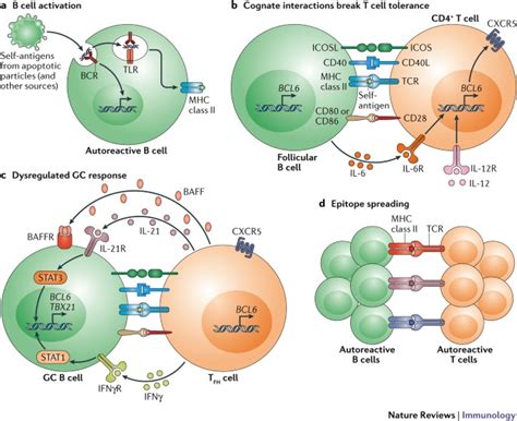 Altered B Cell Signalling In Autoimmunity Nature Reviews Immunology