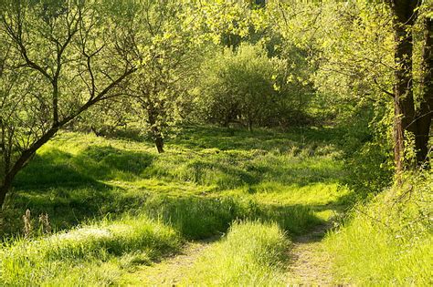 Greens Forest Summer Grass The Sun Trees Germany Bayern Path