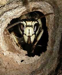 Bald-Faced Hornet: Queen and new colony - What's That Bug?