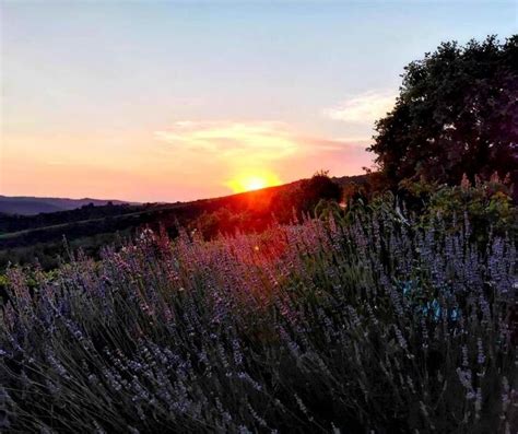 Mi Piace Commenti Fattoria Di Montemaggio Winery