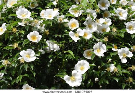 Cherokee Rose Rosa Laevigata Blossoms Stock Photo 1381074095 Shutterstock