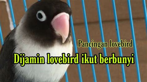 Cocok Untuk Pancing Lovebird Lain YouTube