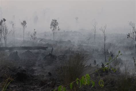 Karhutla Di Kalimantan Tengah Picu Perburukan Kualitas Udara Nasional