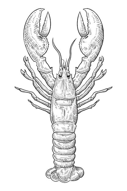 Premium Vector Hand Drawn Sketch Lobster Illustration